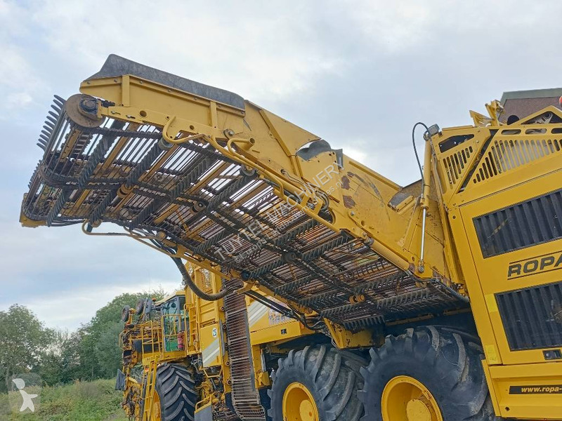 Žně Ropa tiger 5c beet harvester bieten rooier