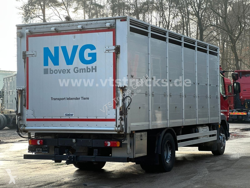 شاحنة DAF 280 4x2 BL 1.Stock Viehwagen ACC LDW CAM