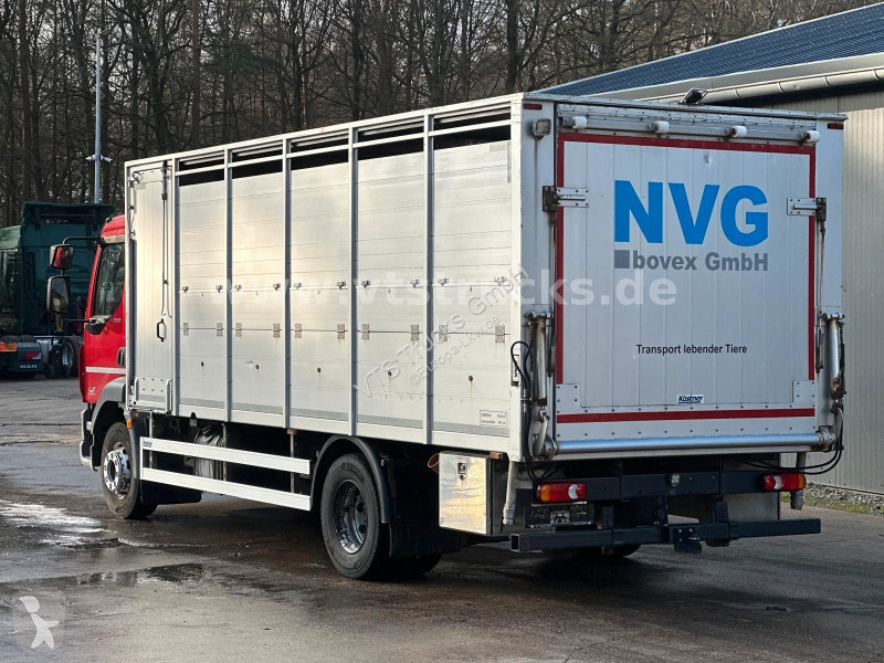 شاحنة DAF 280 4x2 BL 1.Stock Viehwagen ACC LDW CAM