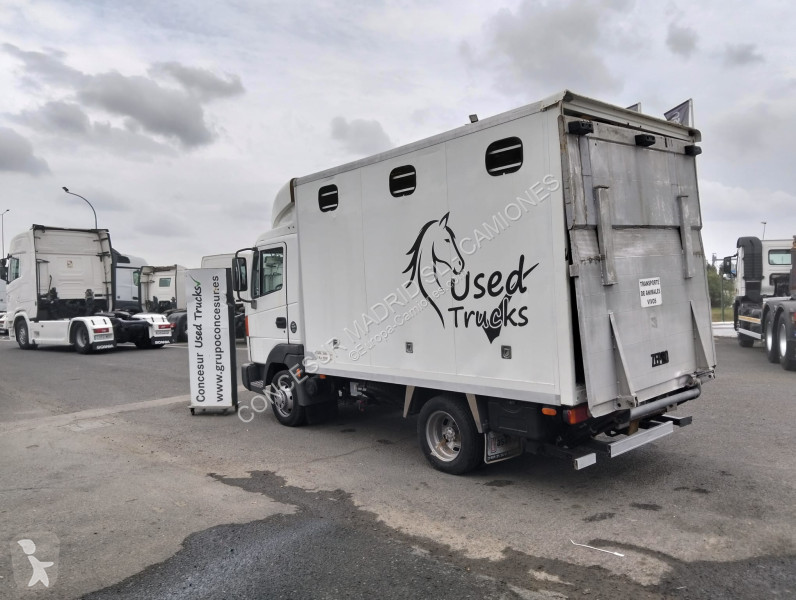 شاحنة Nissan  TRANSPORTE CABALLOS