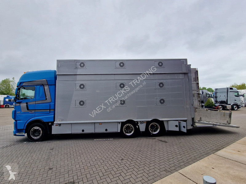 شاحنة DAF 510 6x2 SuperSpaceCab - Livestock...