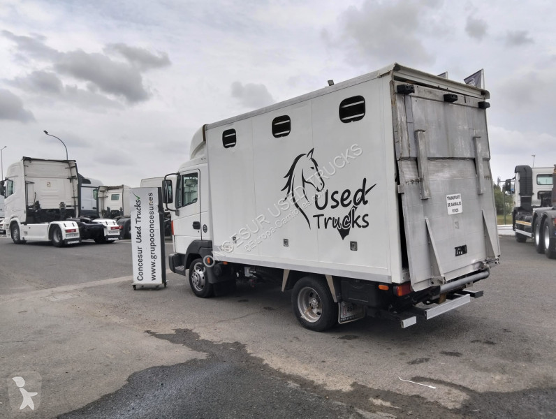 شاحنة Nissan  TRANSPORTE CABALLOS