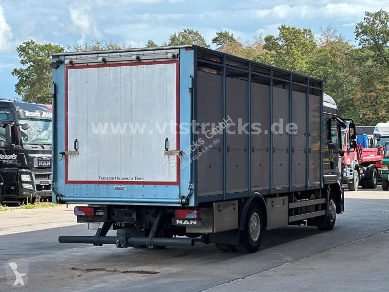 Camión MAN TGM 15.290 1 Stock Köstner Viehaufbau