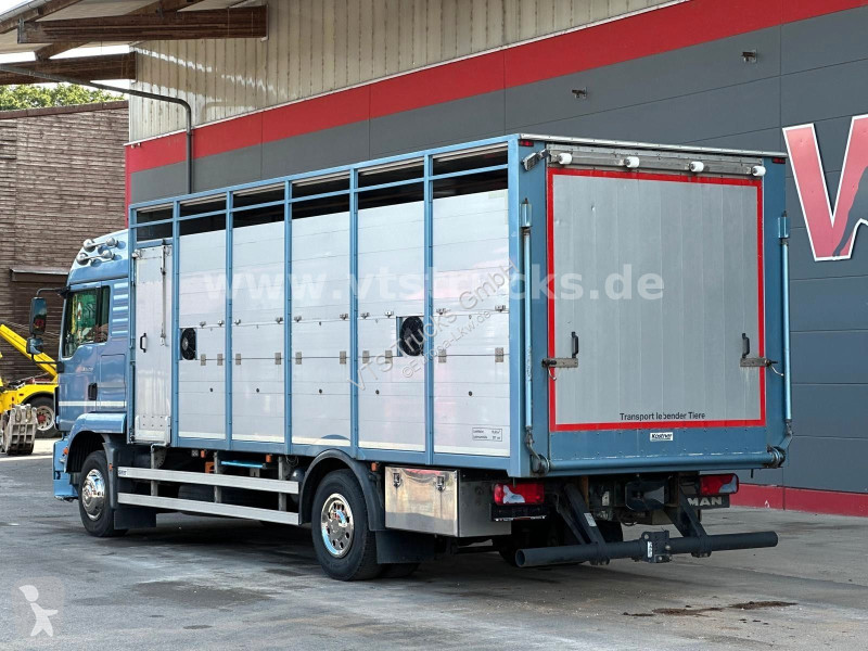 Camión MAN TGM 15.290 1 Stock Köstner Viehaufbau