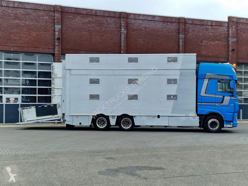 شاحنة DAF 510 6x2 SuperSpaceCab - Livestock...