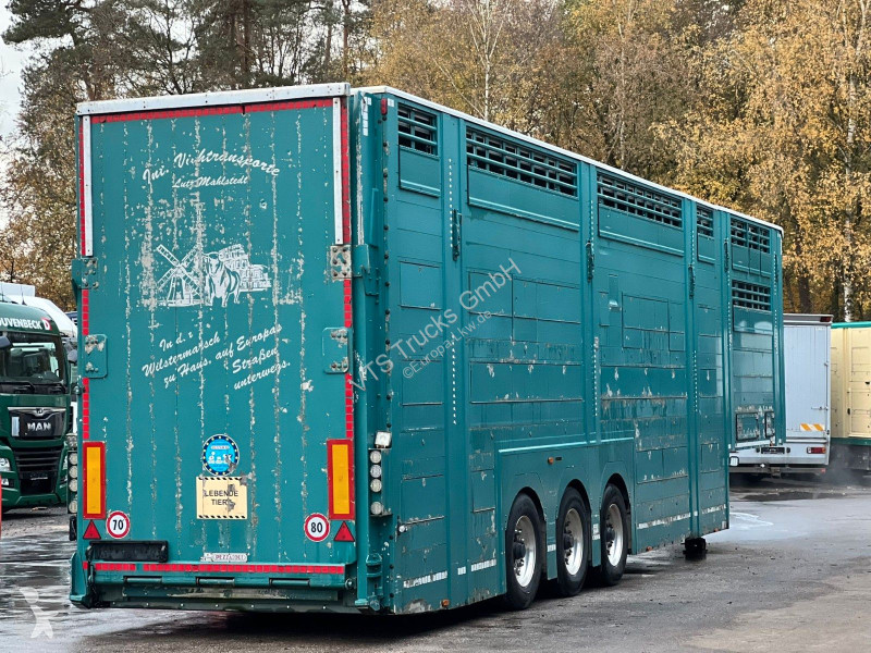 Náves Pezzaioli 3.Stock Cattle-Cruiser...