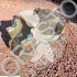 Morin clam shell